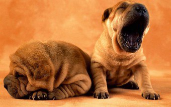 Shar Pei - câine, cu un aspect original, interesant