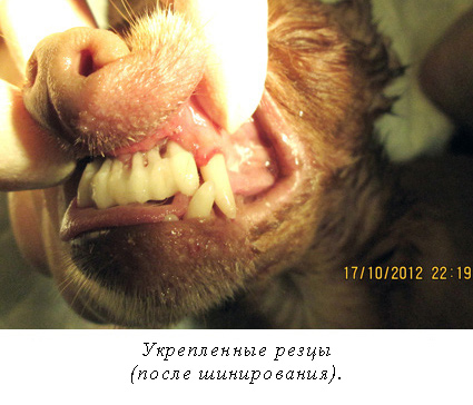 Fall dinți la câini