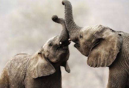 Așa cum se spune elefanți