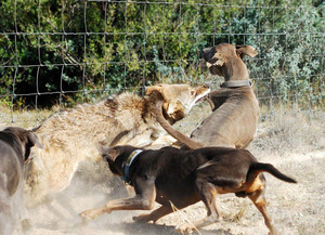 câine de câine de luptă