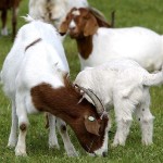 Îngrijire și întreținere caprine