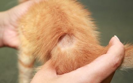 Tratarea pecingine la pisici