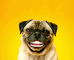 zâmbet câine