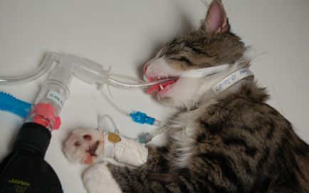 pisici Castrarea de îngrijire după o intervenție chirurgicală
