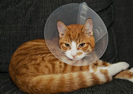 pisici Castrarea de îngrijire după o intervenție chirurgicală