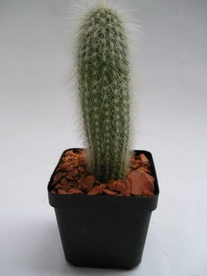 Așa cum am un cactus