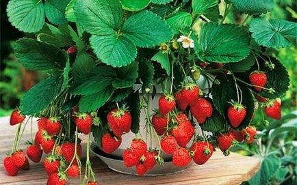 Cultivarea plantelor de căpșun în cutii