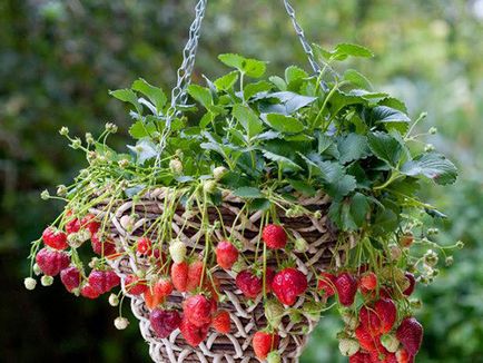 Cultivarea plantelor de căpșun în cutii