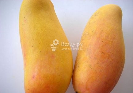 Noi creștem mango acasă