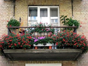 Flori în creștere pe balcon