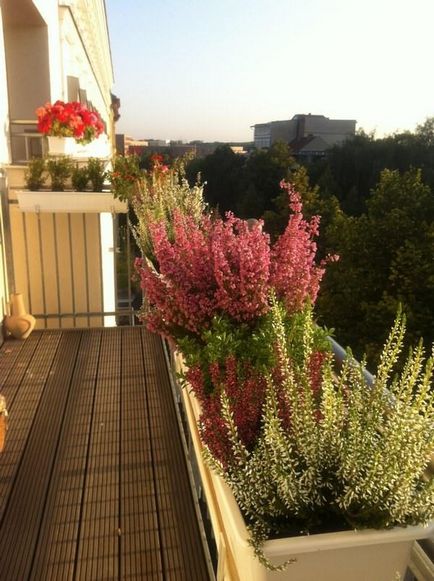 Flori în creștere pe balcon