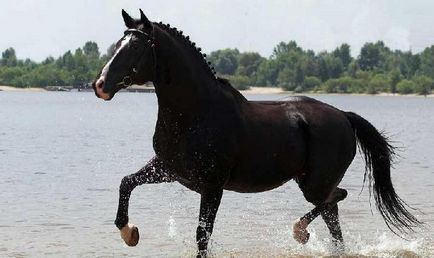 cal negru ce este
