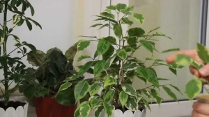 Ficus recolta