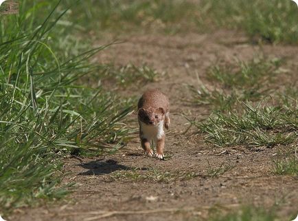 Că weasels mănâncă