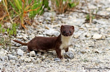 Că weasels mănâncă