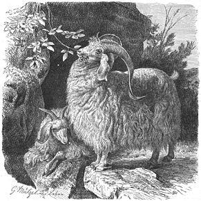 caprine Angora caprine Angora