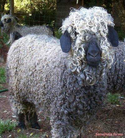 caprine Angora