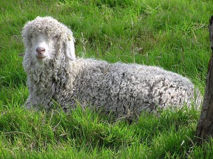 caprine Angora