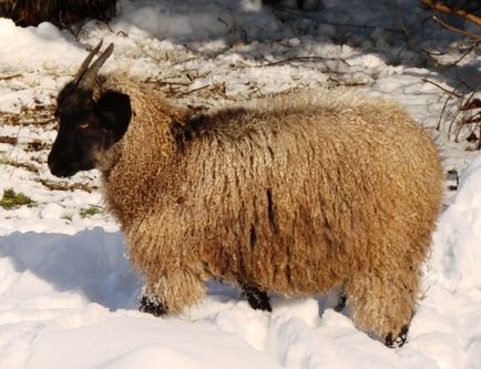 caprine Angora