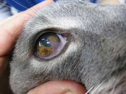 Boli Pisici ochi