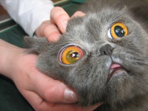 Boala ochi la pisici - cauze, simptome si tratament (foto)