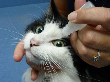 Boala de ochi în simptome pisici și tratament