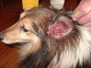 Boli ale urechii unui câine