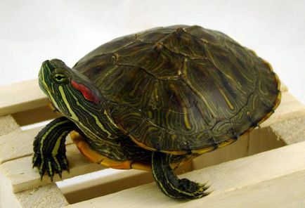 Ce se poate da țestoase