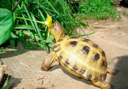 Ce se poate da țestoase