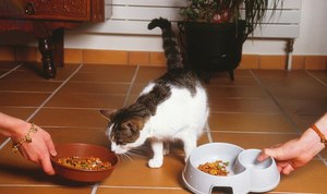 Mai bună a hranei speciile de pisici, argumente pro și contra, medicii veterinari sfaturi pentru alegeri alimentare