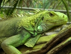 Ce mănâncă regulile de hrănire Iguana animale