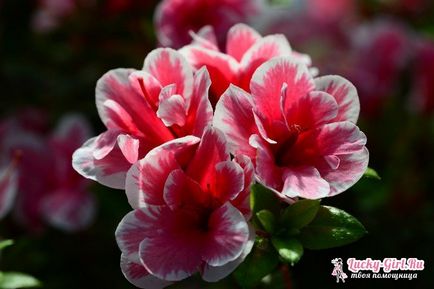 floare de grădină cu flori rosii