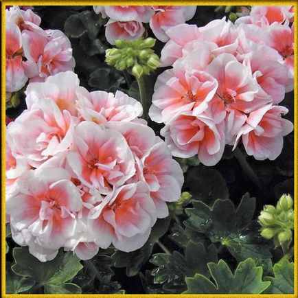floare de grădină cu flori rosii
