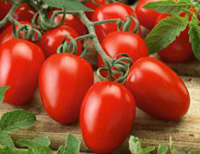 Varietatea de tomate pentru seră