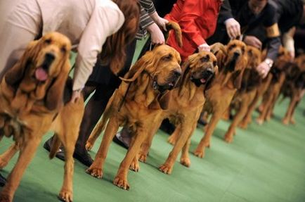 Great Dane câine spectacol