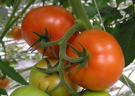 Varietatea de tomate pentru seră