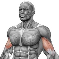 Musculare cum să-l construiască