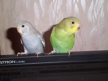 Cum să învețe să vorbească papagali