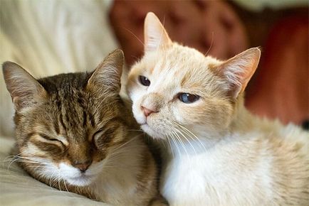 Cum de a determina sexul unui pisoi sau cum să distingă o pisica de la o pisică