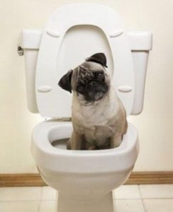 Cum de a instrui un pug la toaletă