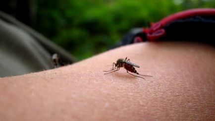 Cum să omori un țânțar pe timp de noapte