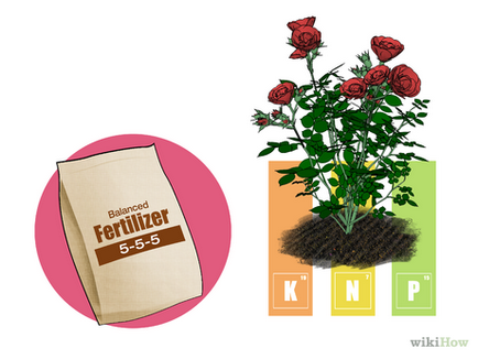 Cum de a fertiliza trandafirul