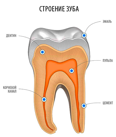 Cariile de dentinei