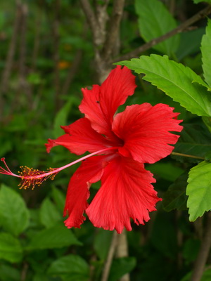 floare de grădină cu flori rosii