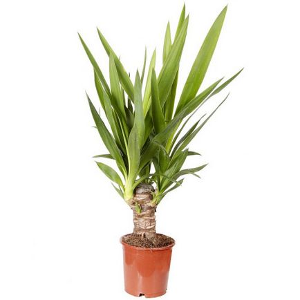 Yucca houseplant, îngrijire, transplant și reproducerea în casă