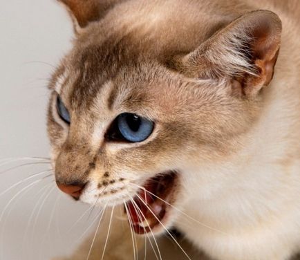 Pisica mănâncă puii - de ce în cazul în care pisica a mâncat puii