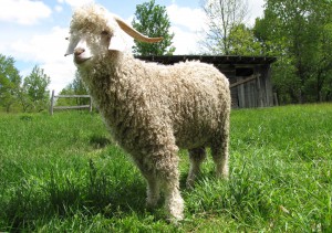 caprine Angora