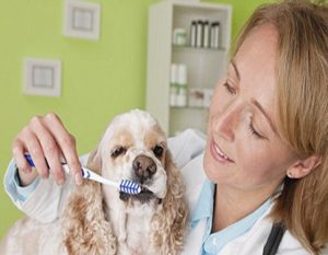 Boala parodontală la câini
