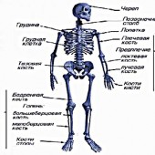 tratamentul polyosteoarthrosis