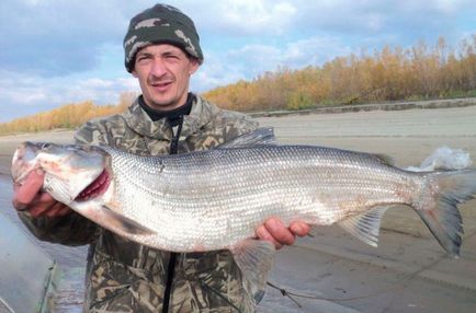 Cum de a prinde pește pe Volga